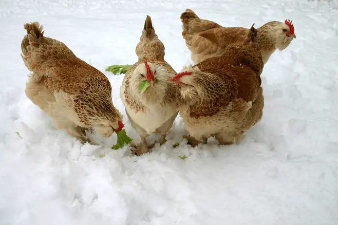 7 Conseils pour prendre soins de ses poules en hiver​