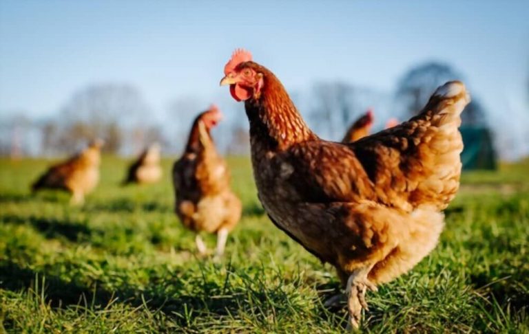 Terre de diatomée pour les poules : dosage, application et précautions