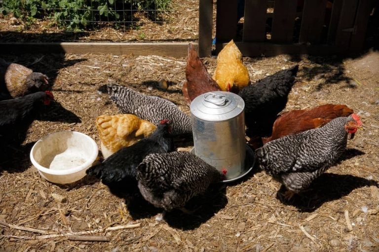 Meilleur Abreuvoir pour Poules : 5 Modèles Comparés