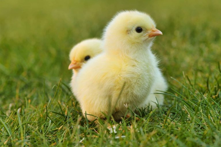 Élever des poussins : température, alimentation et soins de J0 à 8 semaines