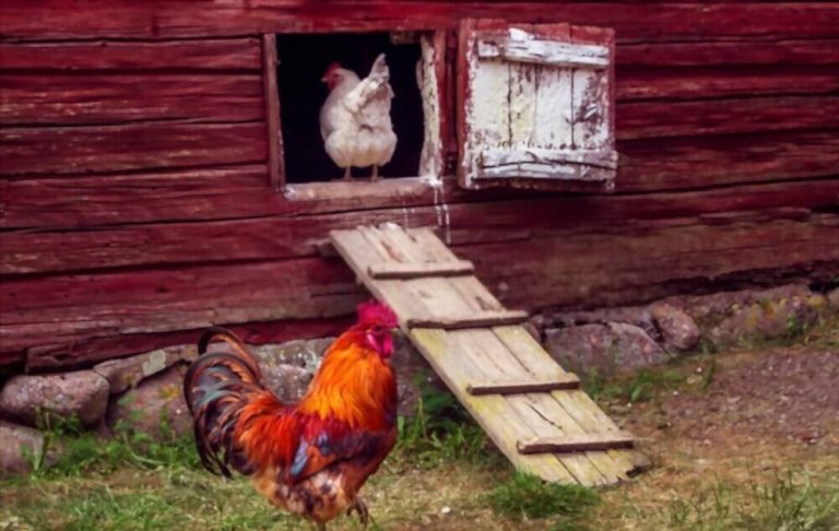 Pourquoi élever des poules chez soi : les avantages concrets