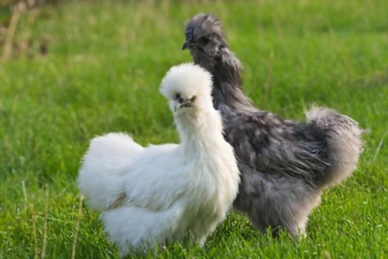 6 faits surprenants sur les poules prouvés par la science