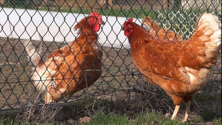 Meilleurs Grillages et Filets pour Poules : 5 Modèles Comparés