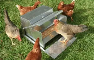 Lire la suite à propos de l’article Les 8 meilleures mangeoires automatiques pour poules : Avis et comparatif