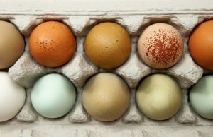 Lire la suite à propos de l’article Oeufs de poules colorés : pourquoi, comment et qui ?