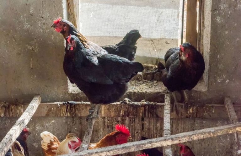 Perchoir à Poules : Hauteur, Dimensions et Conseils
