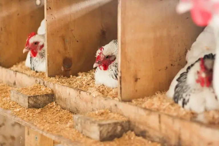 Agrarzone Nid De Pondoir Pour Poules De Qualité Supérieure