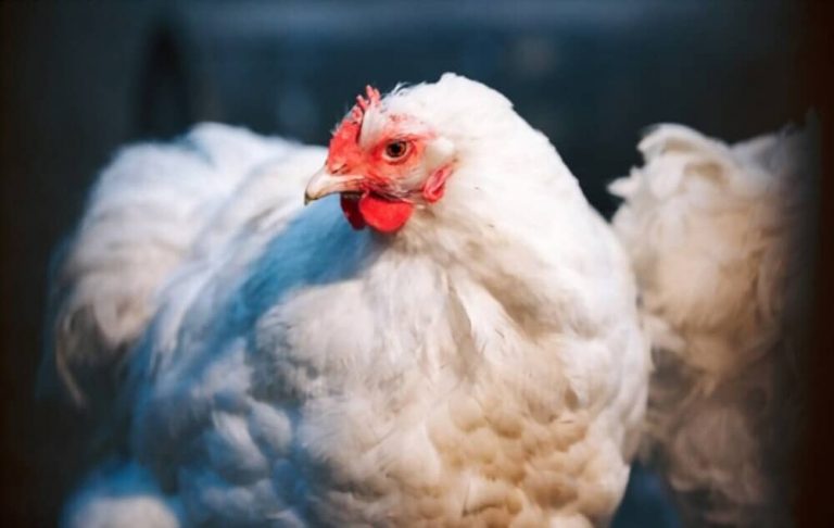 Poule qui boite : causes, diagnostic et soins