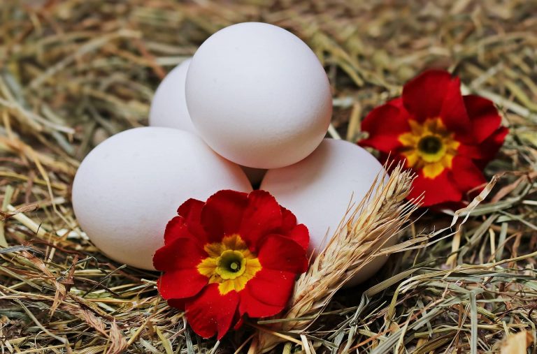 Pourquoi mes poules ne pondent plus : 8 causes et solutions