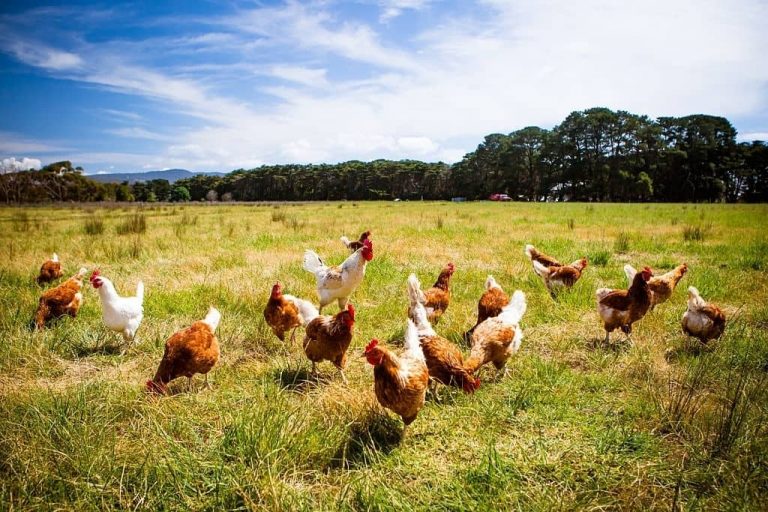 Comment élever des poules : le guide pas à pas pour débuter