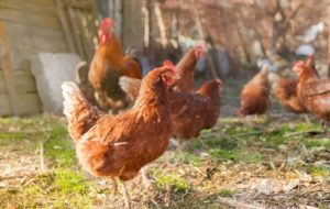 Lire la suite à propos de l’article Combien de temps vivent les poules : 6 facteurs qui influencent l’espérance de vie