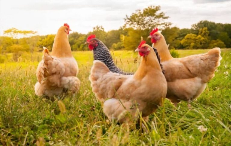Acheter des poules pondeuses : où, à quel prix et quels pièges éviter