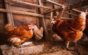Lire la suite à propos de l’article Le guide complet des parasites liés aux poules : comment s’en débarrasser ?