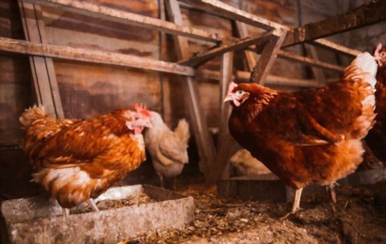 Parasites des poules : les 7 types, les signes et les traitements