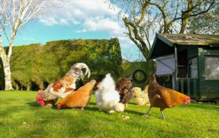 Introduire une nouvelle poule : la méthode en 3 étapes sans stress