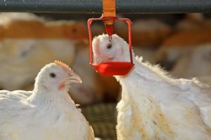 Lire la suite à propos de l’article Abreuvoir d’eau pour poules automatique : Tout ce que vous devez savoir