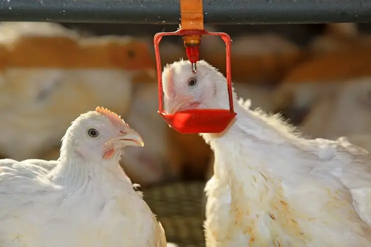 Abreuvoir d’eau pour poules automatique : Tout ce que vous devez savoir