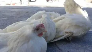 Lire la suite à propos de l’article Diarrhée chez les poules : Causes, traitement et soins