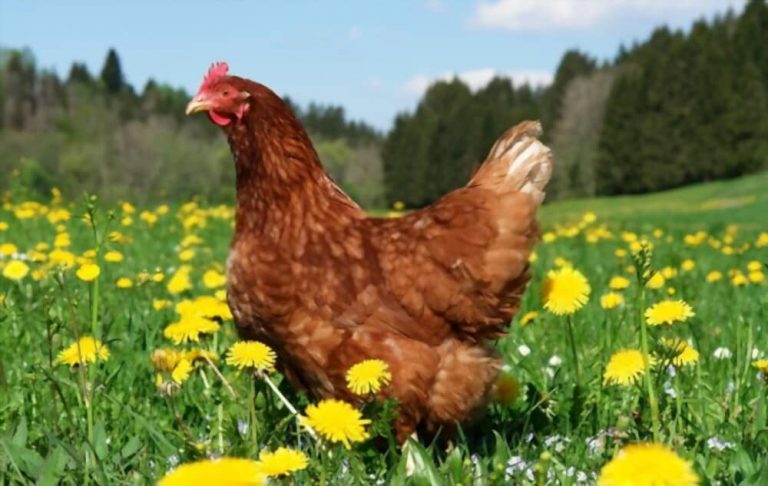 Poule, poulet, coq, chapon : les vraies différences expliquées