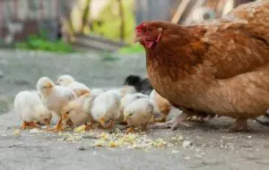 Lire la suite à propos de l’article Le cycle de vie des poules : les 4 étapes clés