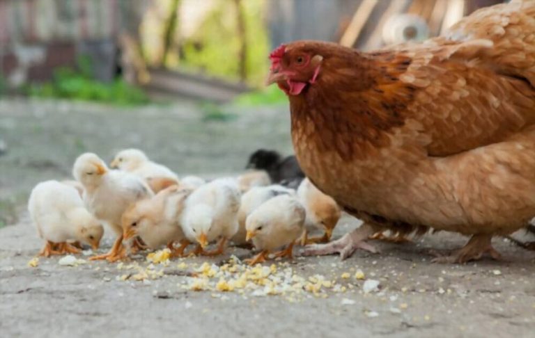 Cycle de vie des poules : de l&rsquo;oeuf à la vieillesse, étape par étape