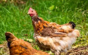 Lire la suite à propos de l’article La mue des poules : Qu’est-ce que c’est et comment y remédier