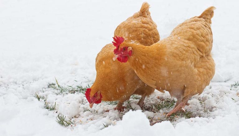 Poules et froid : résistance au gel, humidité et soins hivernaux