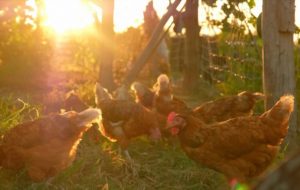 Lire la suite à propos de l’article Combien coûtent des poules ? Budget, poulailler, équipements