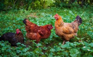 Lire la suite à propos de l’article À quelle fréquence les poules pondent-elles des œufs ?