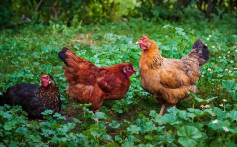 Fréquence de ponte des poules : par race, par saison, par âge