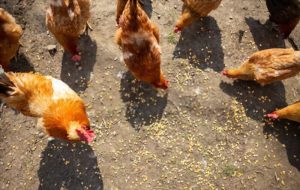 Lire la suite à propos de l’article 9 friandises saines que vos poules vont adorer