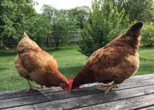 Lire la suite à propos de l’article Vers de farine séchés : Vos poules doivent-elles en manger ?