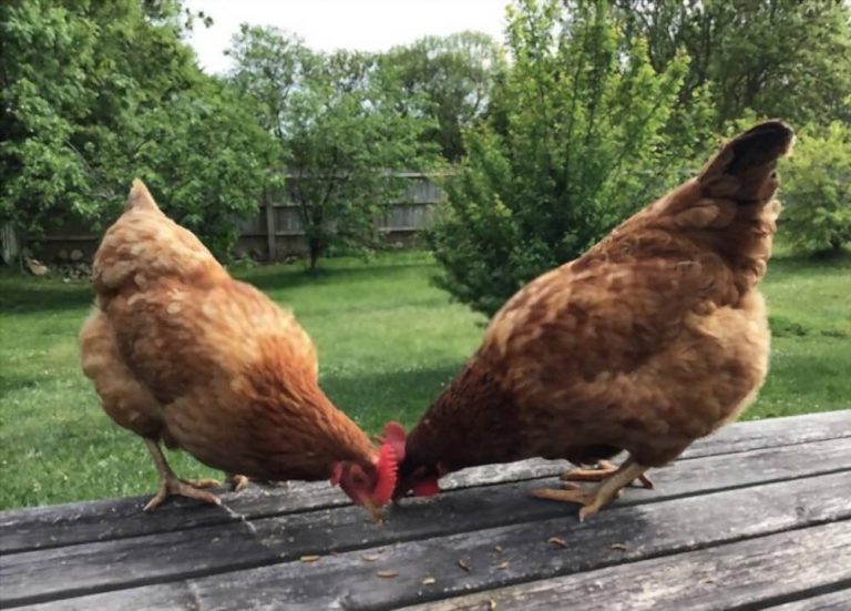 Vers de farine pour poules : dosage, bienfaits et quand en donner