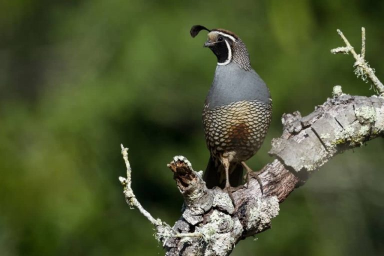 Cailles en liberté et plein air : précautions et aménagements