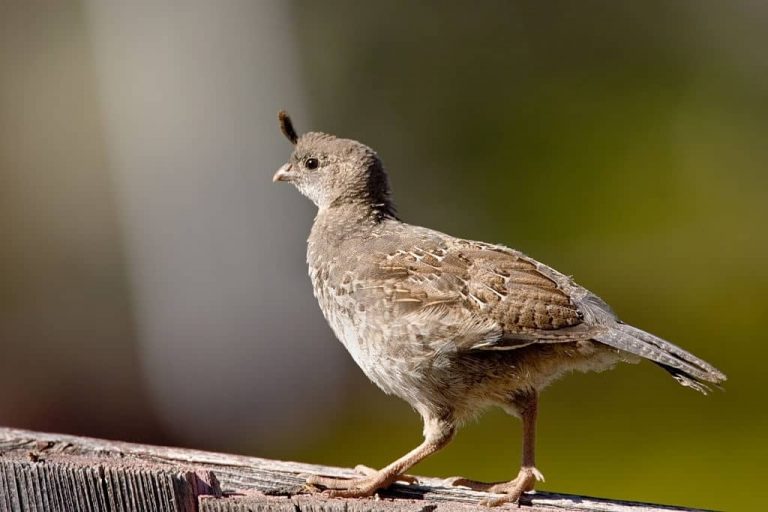 Cailles pour la chasse : races, acclimatation et réglementation