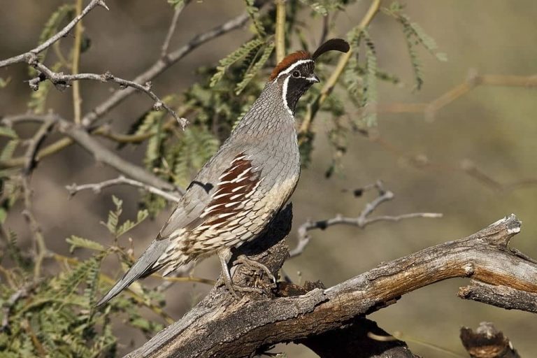 Élevage de cailles au sol : litière, dimensions et entretien