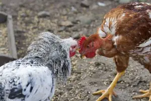Lire la suite à propos de l’article Le picage et la hiérarchie chez les poules : comment réagir ?