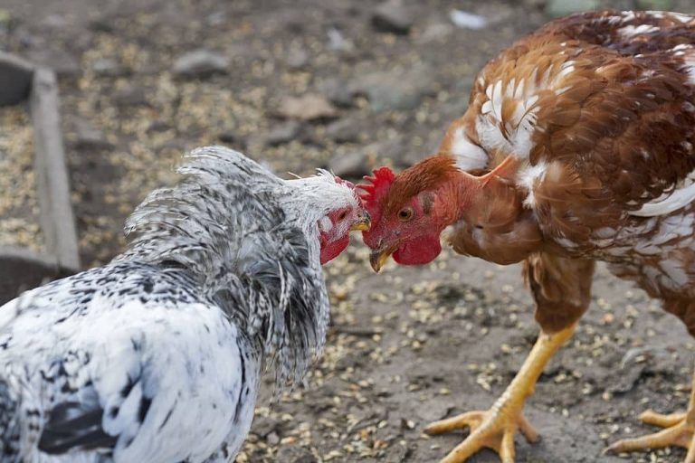 Picage chez les poules : causes, hiérarchie et solutions