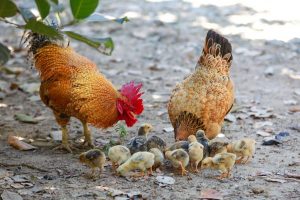 Lire la suite à propos de l’article Comment distinguer correctement un coq d’une poule ? Conseils