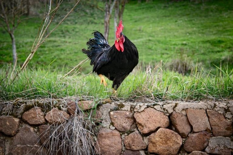 Le coq de combat : races, histoire et réglementation en France