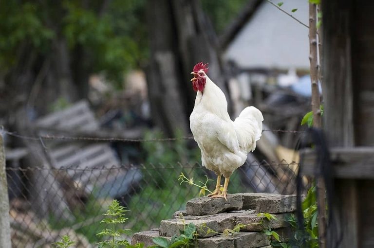 Faire taire un coq : méthodes efficaces et réglementation