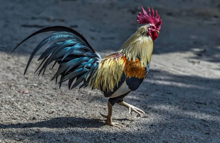 Coq nain : races, caractéristiques et avantages du Bantam