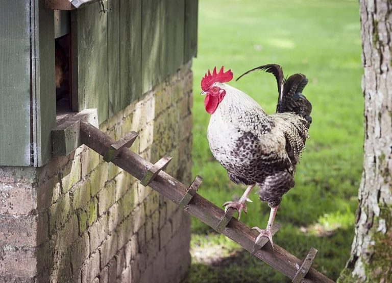 Faut-il un coq dans son poulailler ? Avantages et inconvénients