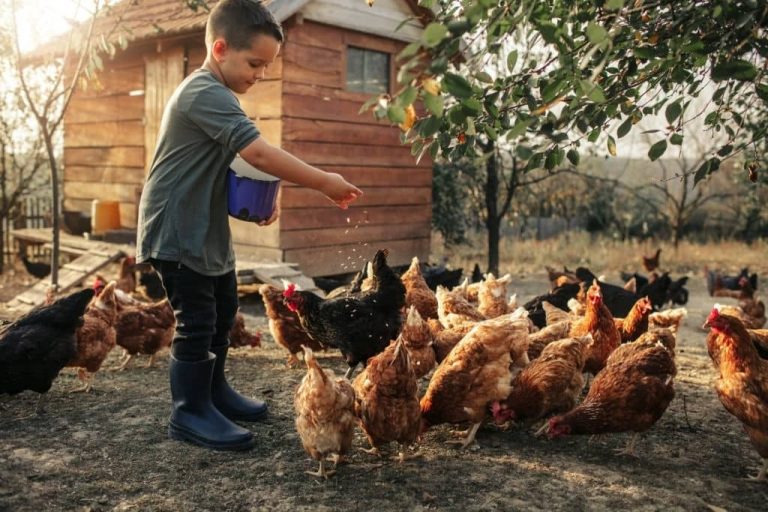 Enfants et poules : bienfaits, précautions et races adaptées