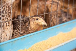 Lire la suite à propos de l’article Les 6 meilleures cages à cailles pour un élevage à domicile