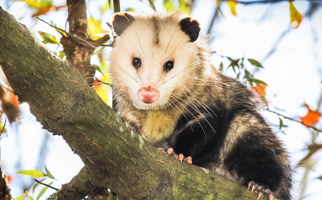 opossum-dans-un-arbre