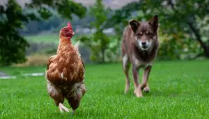 Lire la suite à propos de l’article Comment faire cohabiter des chiens et des poules : conseils