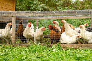 Lire la suite à propos de l’article Comment protéger vos poules des prédateurs ? 21 conseils