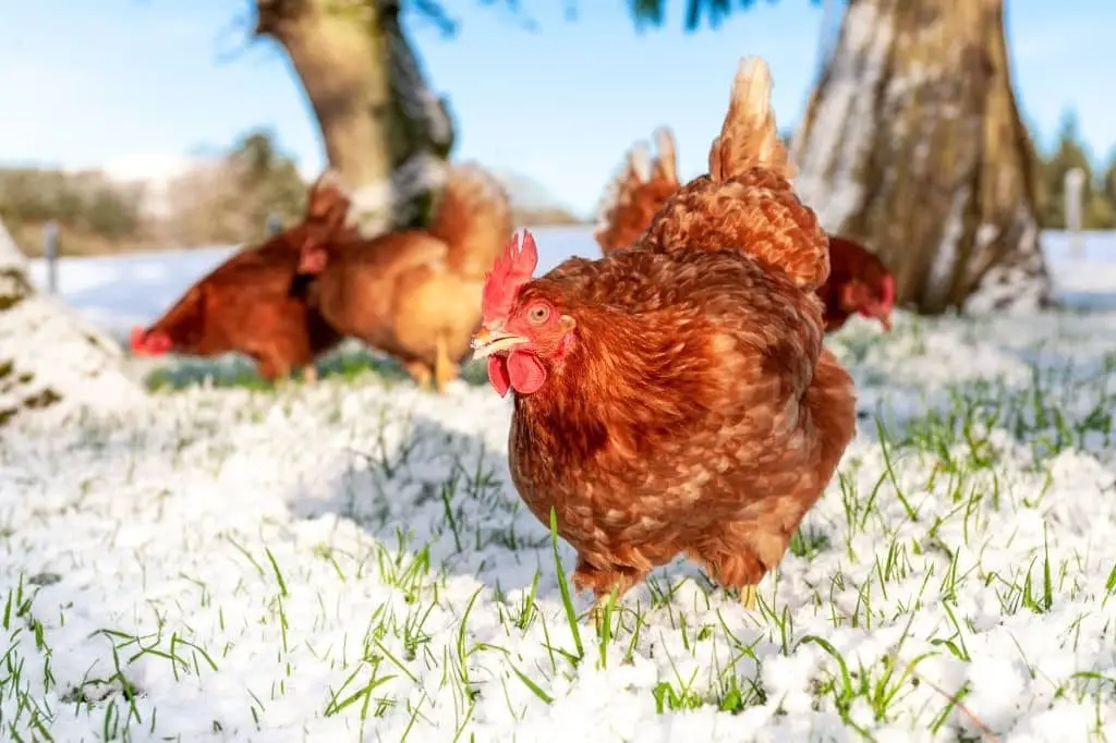 poules-dans-la-neige