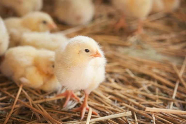 Comment savoir si c&rsquo;est un coq ou une poule ? Sexage du poussin à l&rsquo;adulte